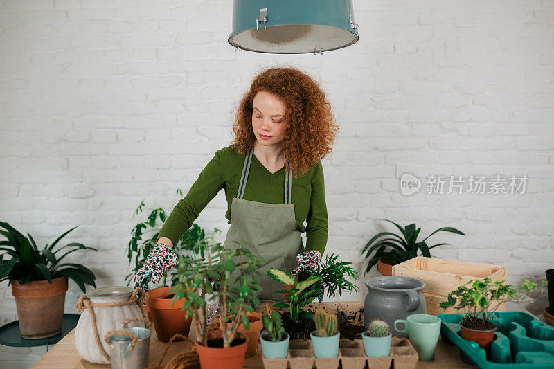 年轻的白人妇女照顾她的室内植物照顾
