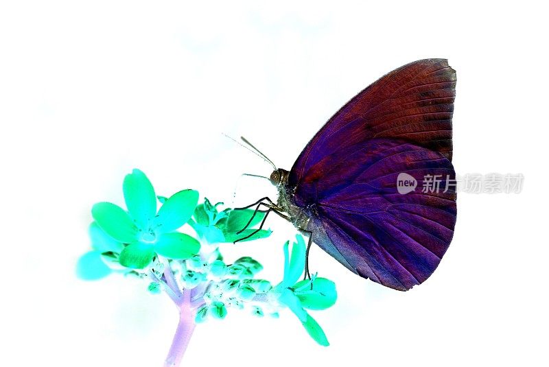 蝴蝶对花的负像手法。