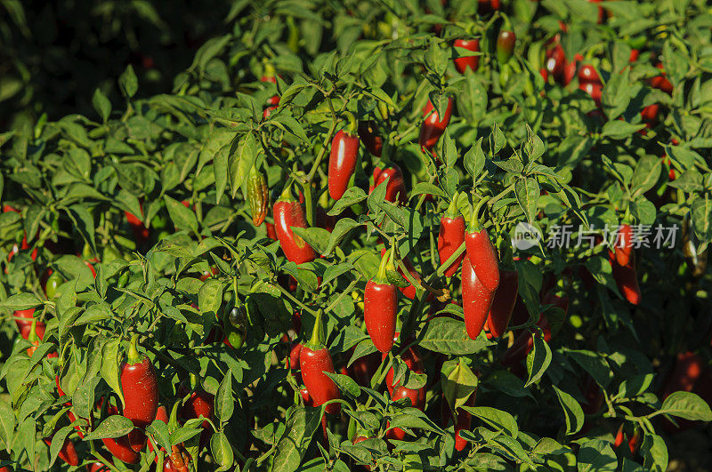 红辣椒在植物上成熟的特写