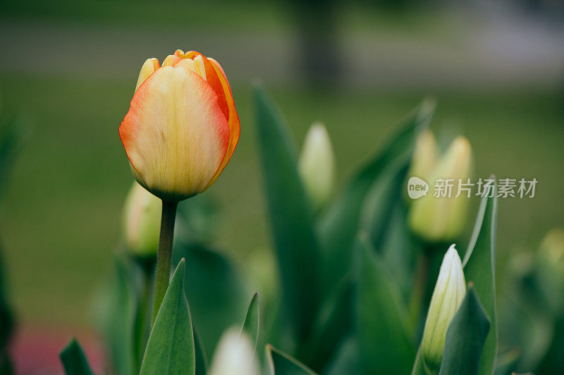 花园里有杂色的红色郁金香的花坛