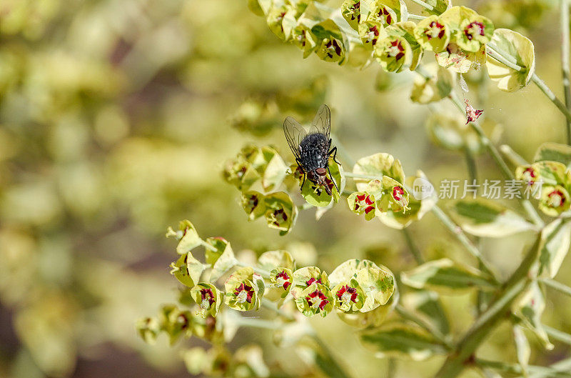 家蝇在“阿斯科特彩虹”大戟在肯特，英格兰