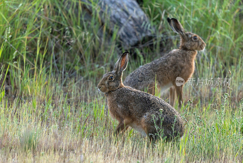 两个欧洲野兔