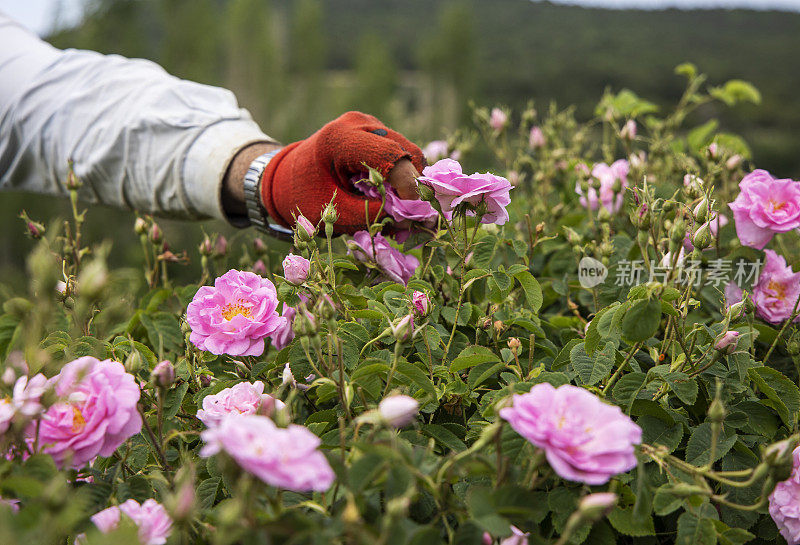 土耳其伊斯帕塔Guneykent山谷玫瑰田里采摘玫瑰的手的特写