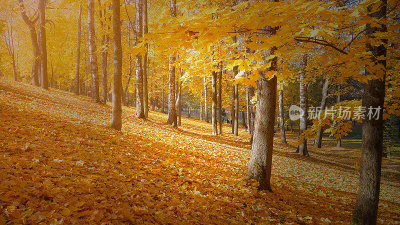 秋天的背景，秋天的树温暖的阳光和大树在秋天的森林，秋天的树叶在秋天的季节五颜六色