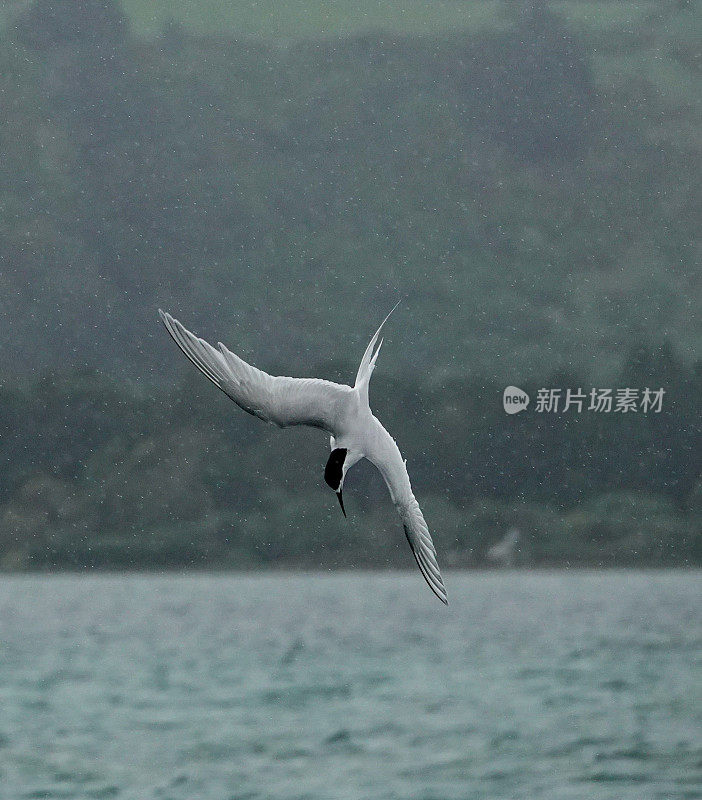 白额燕鸥在雨中向大海俯冲。