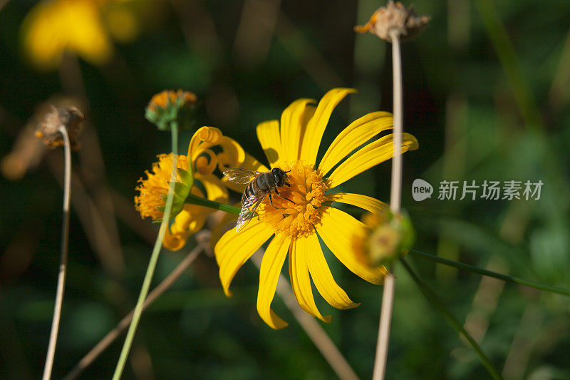 黄色的菊花在春天盛开