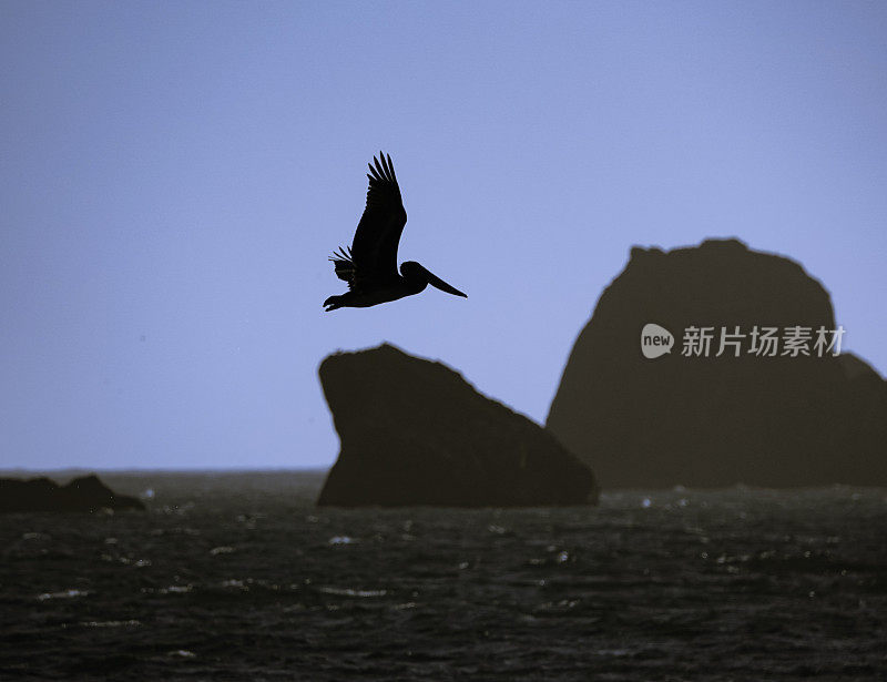 海洋上鹈鹕的剪影，远处是海蚀柱。