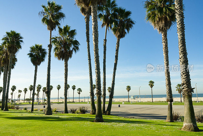 美国加州威尼斯海滩上的树木