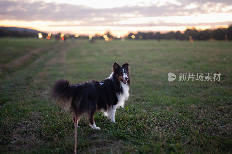 Szelti,喜乐蒂牧羊犬