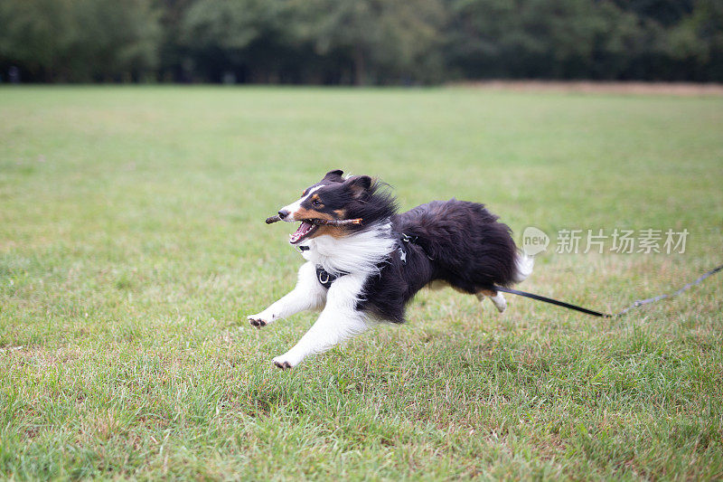 公园里的设得兰牧羊犬