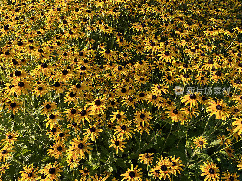 Rudbeckia在夏末花园