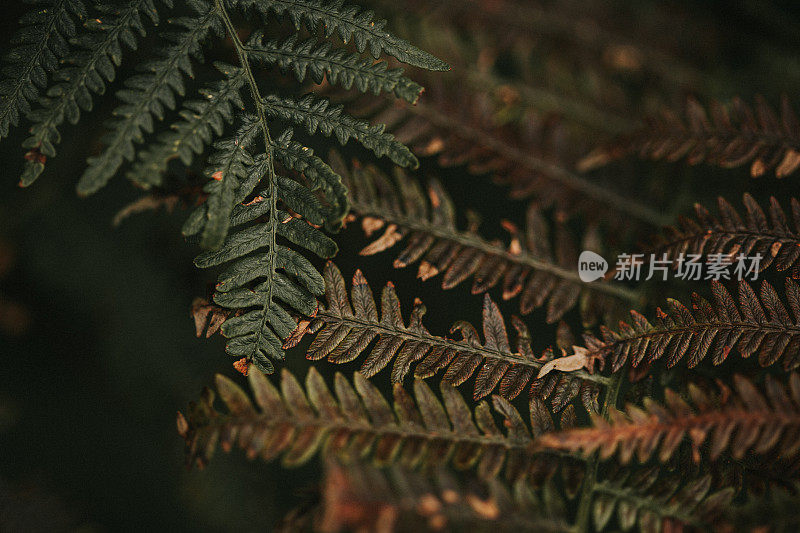 秋天蕨类树叶的背景照片