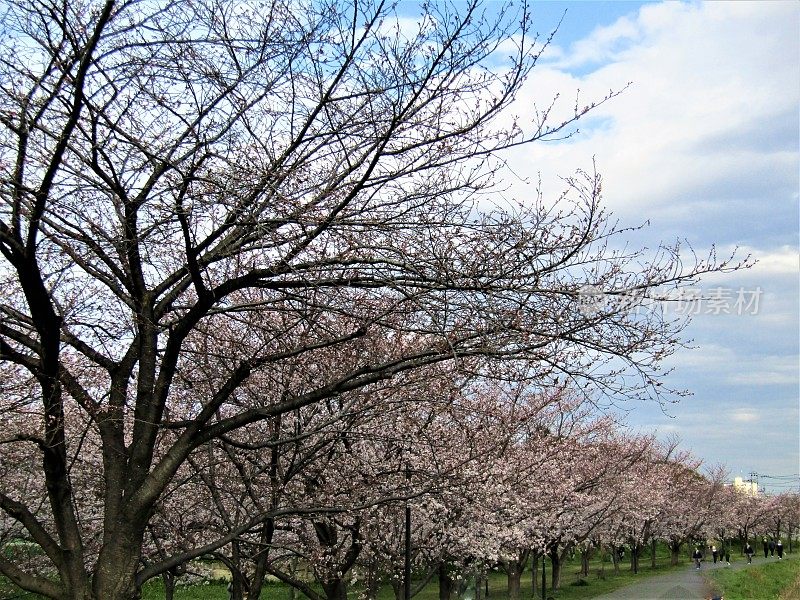 日本。3月底。樱花树巷开始开花。