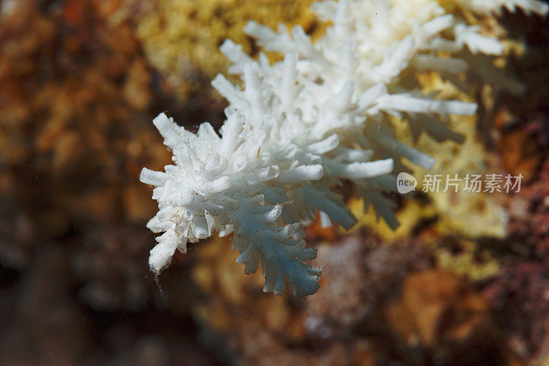 指珊瑚海洋生物宏，特写。珊瑚礁水下照片水肺潜水员视角红海