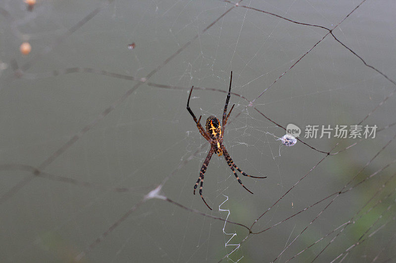 一只蜘蛛正在结网