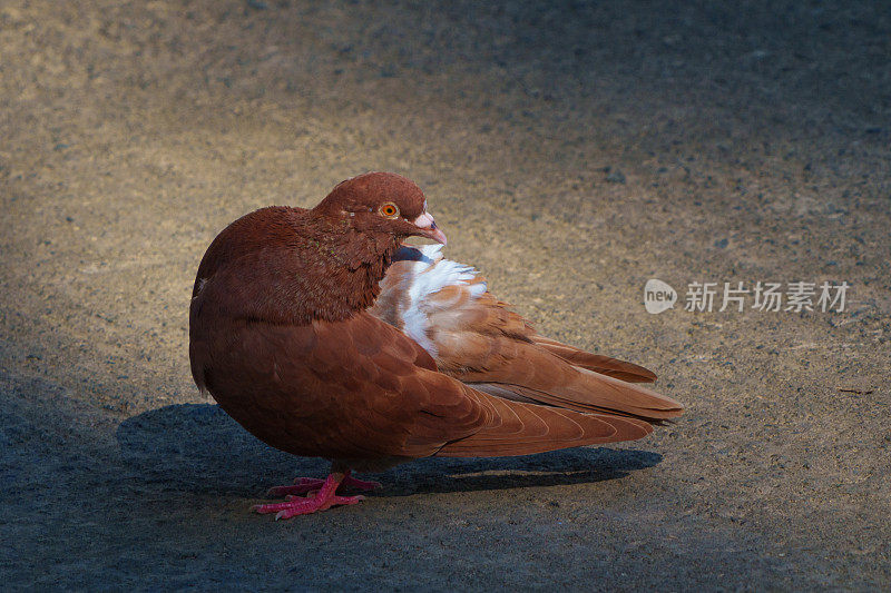 鹃,鸽子