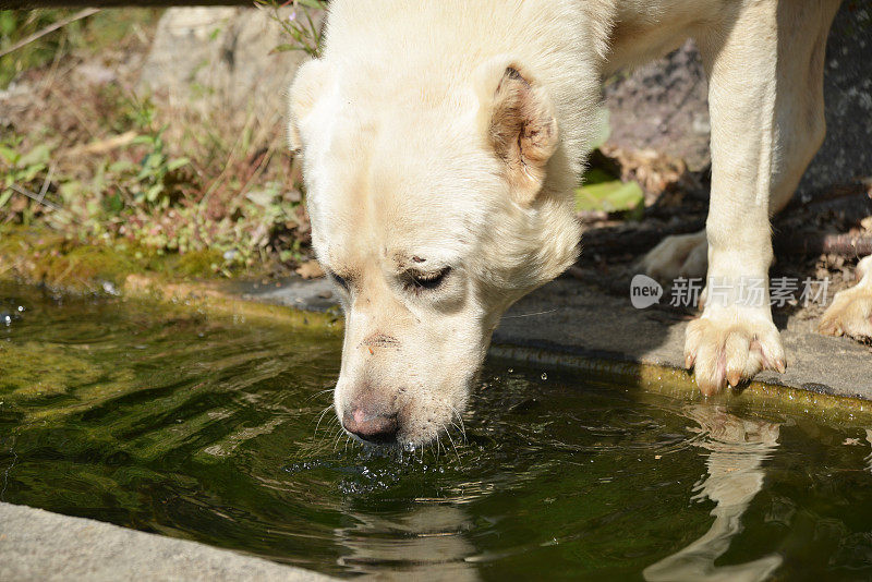 狗在食槽里喝水