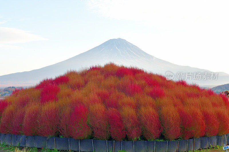 山梨县川口湖畔的富士山和五彩缤纷的高山