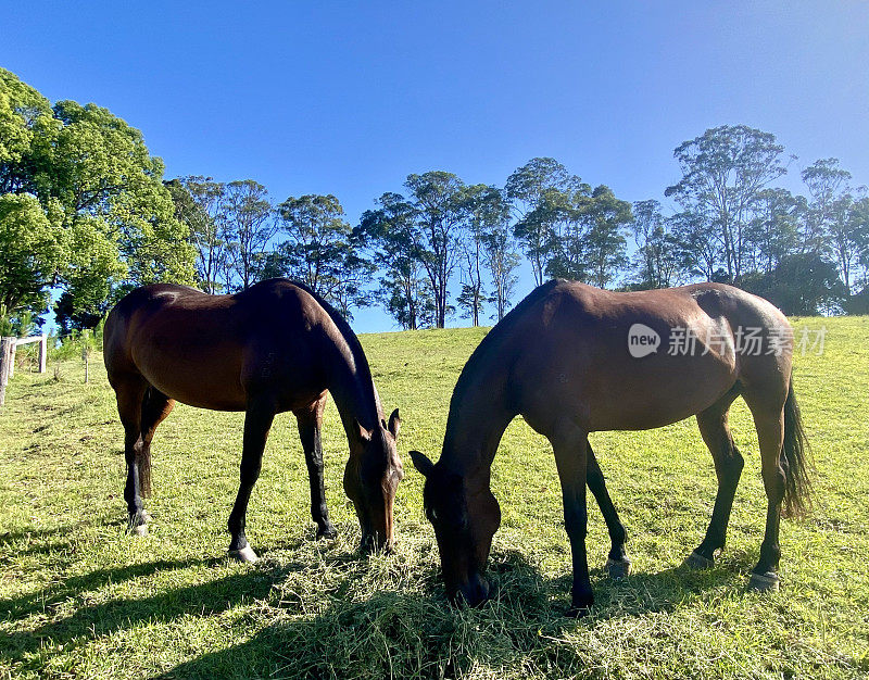 两匹栗色的马在草地上吃干草