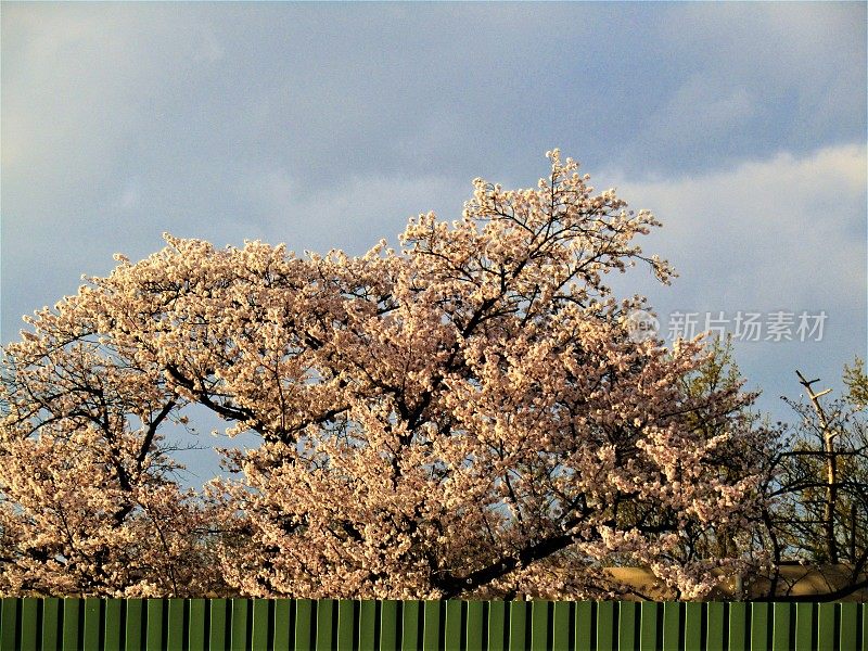 日本。4月。樱花。的印象。