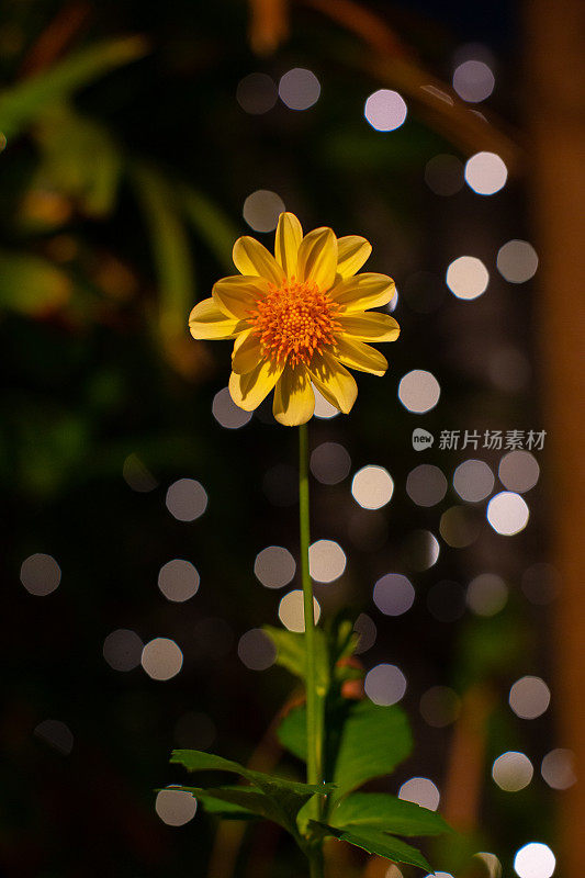 一张大丽花在夜晚与神奇的灯光的照片