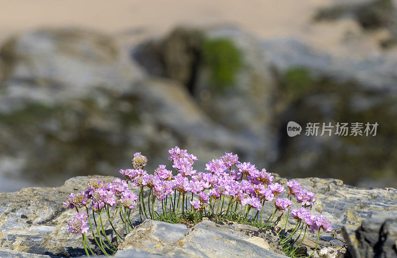 浅海粉色的花朵映衬着浅海海岸的背景