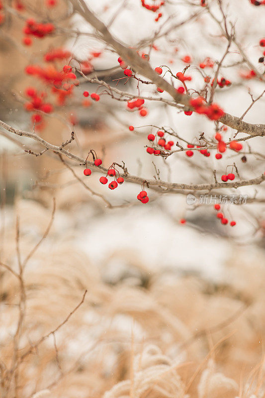 2022年12月，俄亥俄州奇利科特一个明亮的雪天，奇思妙想的雪潘帕斯草和红莓树枝