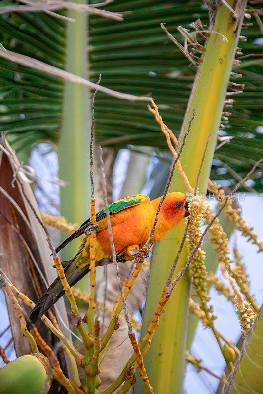 热带鹦鹉在棕榈树上吃椰子花