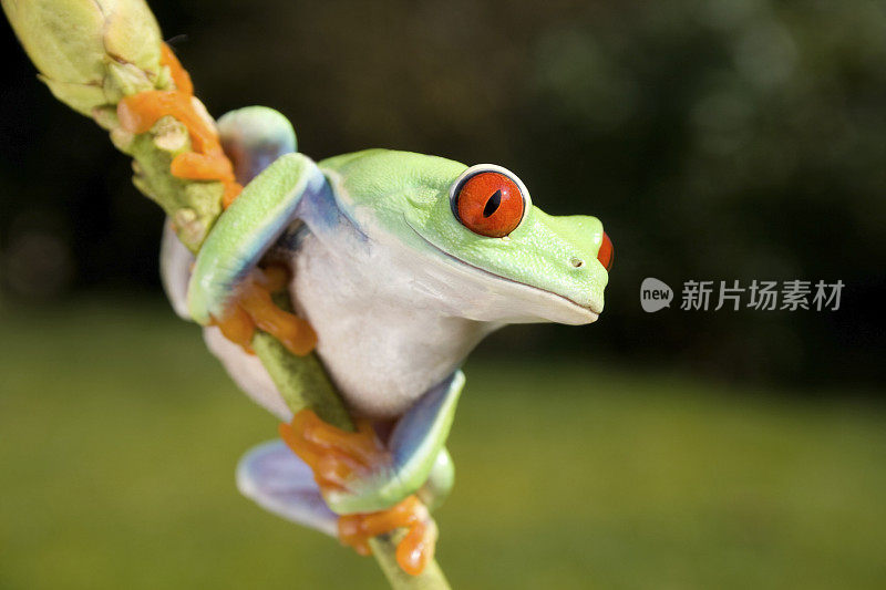 在竹茎上的青蛙