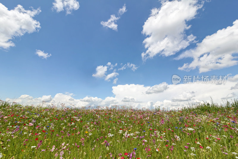 鲜花草甸