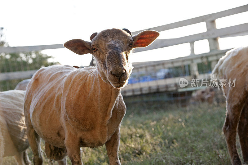 怀孕的羊