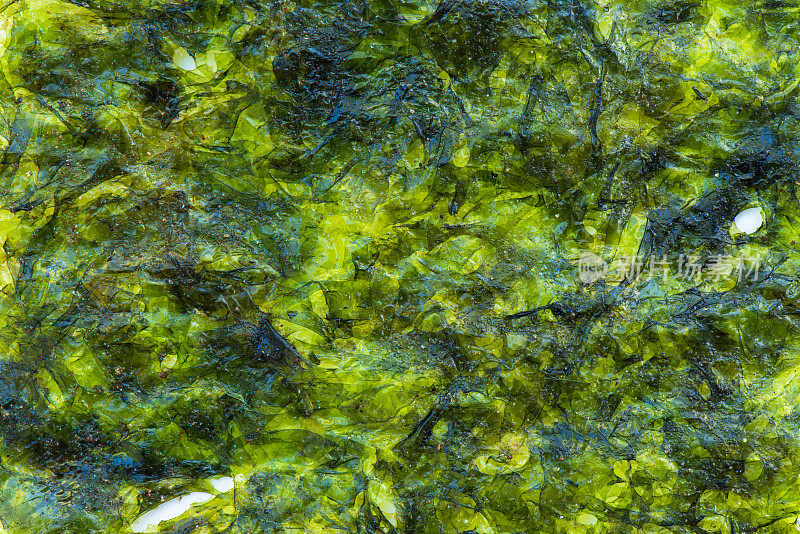 绿藻背景和纹理