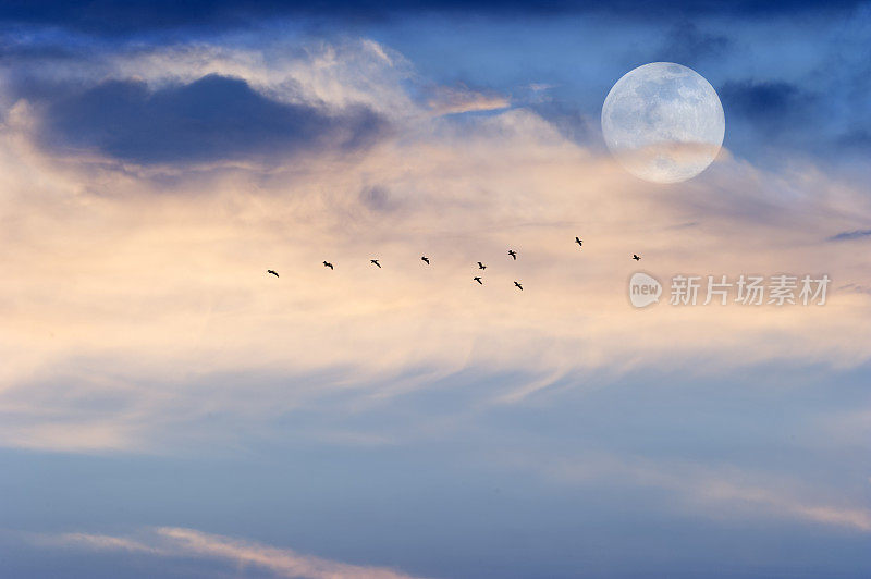 月亮，云，天空，鸟