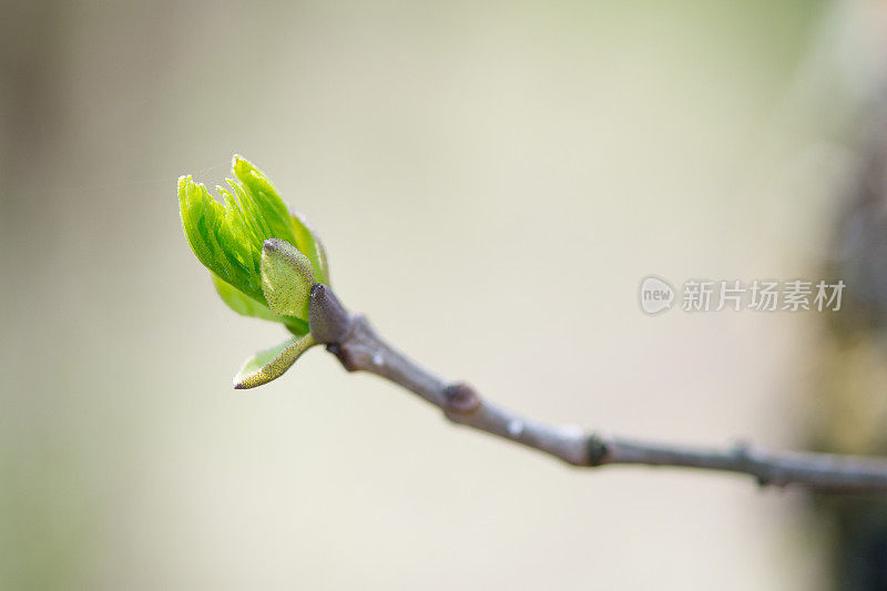蓝天映衬下春天的嫩芽