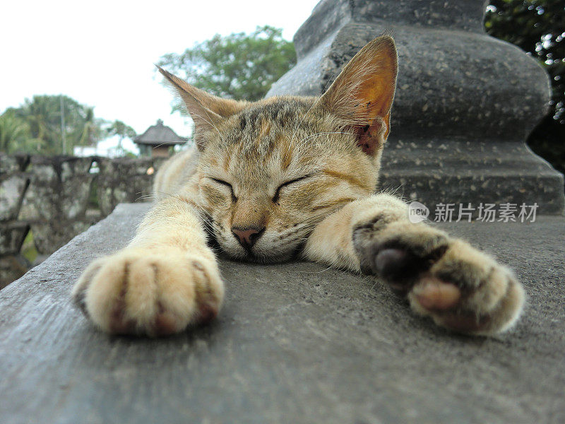 在印度尼西亚的寺庙里，一只伸着爪子的懒猫在睡觉