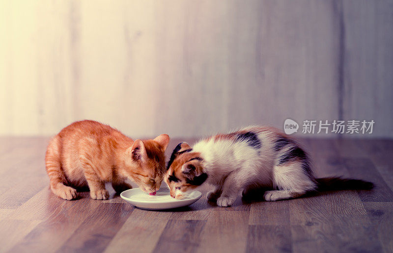 两只小猫在吃牛奶