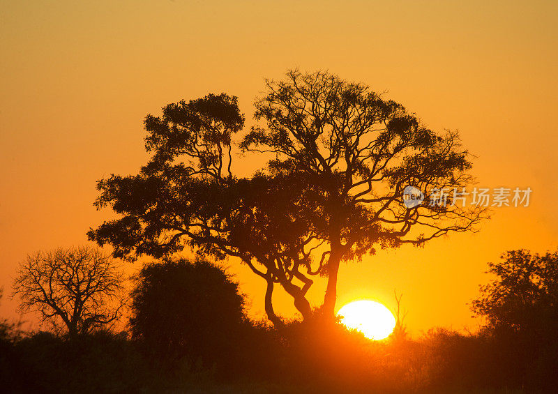 博茨瓦纳日落之树。奥卡万戈三角洲。非洲
