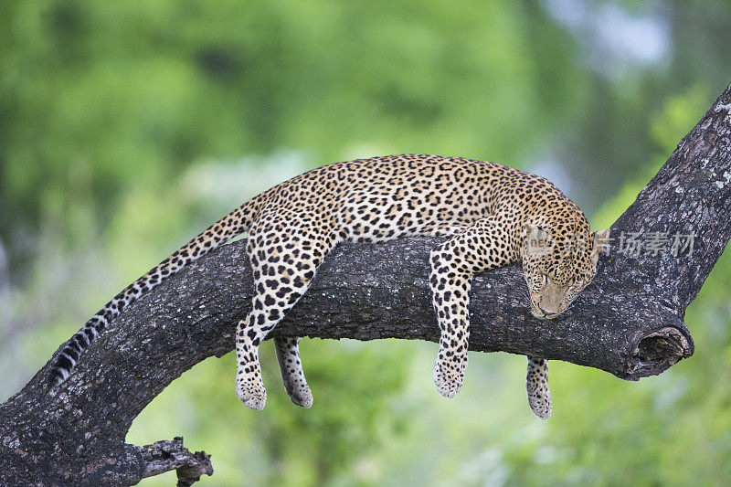 豹的睡眠