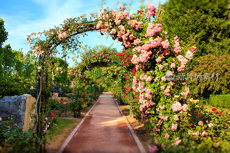 巴黎花园中的玫瑰拱门