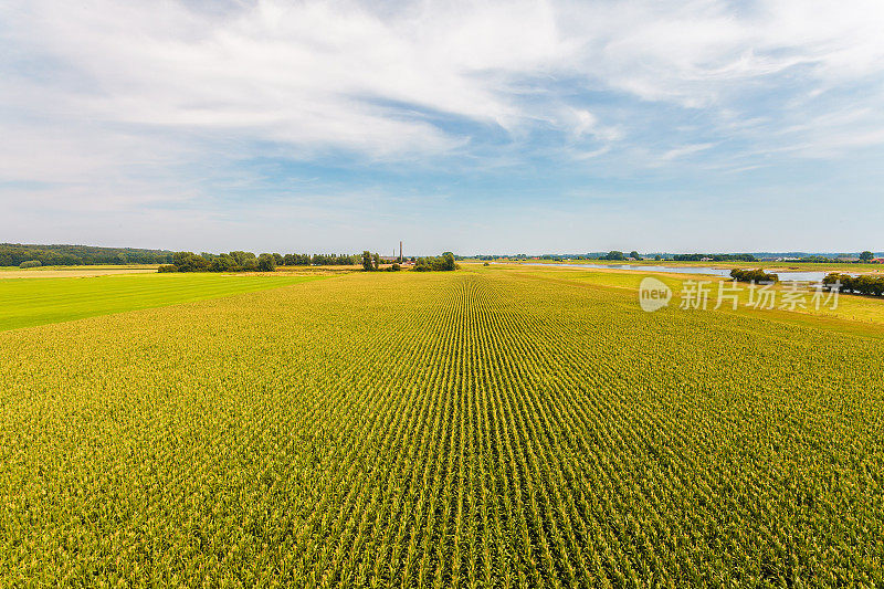 鸟瞰图的农田与玉米植物