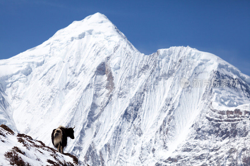 喜马拉雅牦牛与雪山安纳布尔纳为背景，马南，尼泊尔