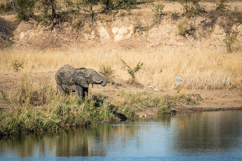 克鲁格的一头大象在大坝边喝水。