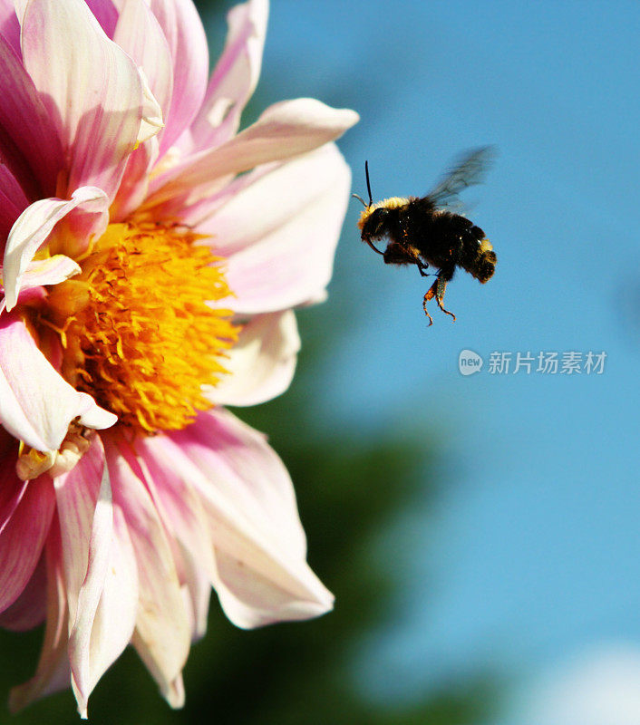 大黄蜂飞到白色和粉红色的花朵上