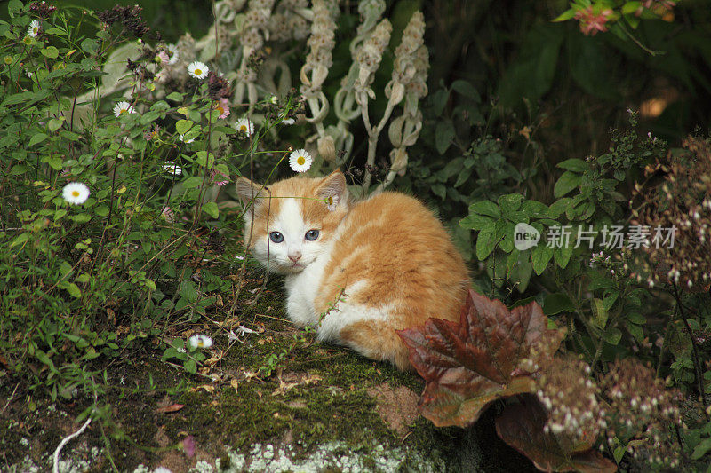 小黄猫和小白猫