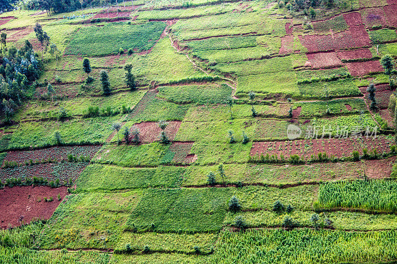 卢旺达山坡上的农业