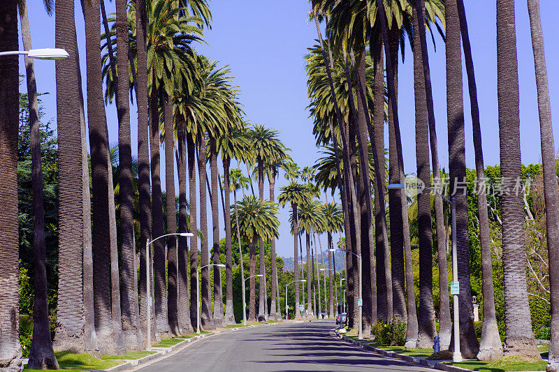 比弗利山路边的棕榈树