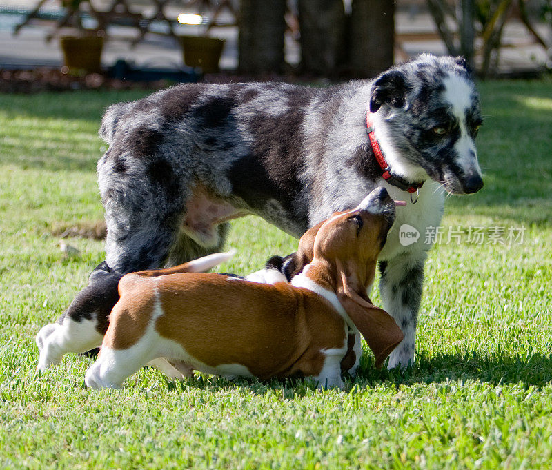 两只巴吉度猎犬和澳大利亚牧羊犬相遇