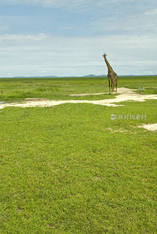 非洲平原上的单一长颈鹿有很多复制空间