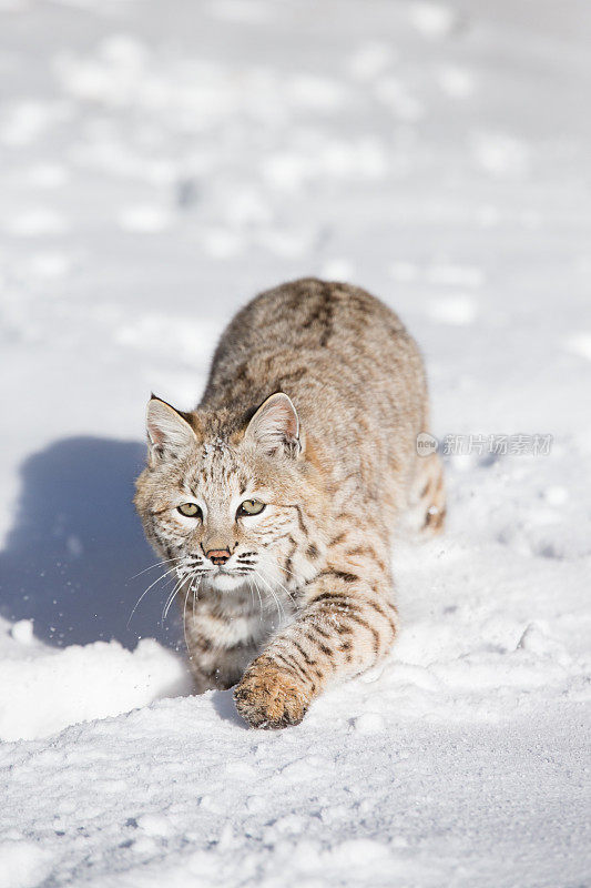 山猫