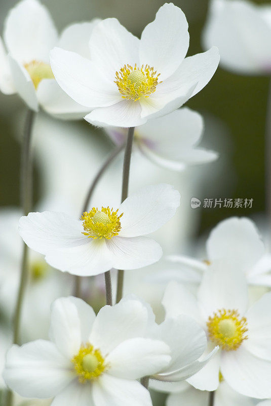 雪莲银莲花(银莲花)在春天-七